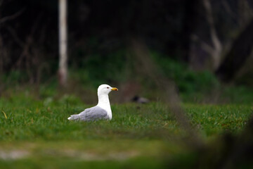 Seagull Resting on Green Grass. A white seagull resting on a green grassy field, surrounded by natural elements, highlighting its peaceful presence in a calm environment.