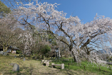 岩屋寺　境内の枝垂れ桜　京都市山科区