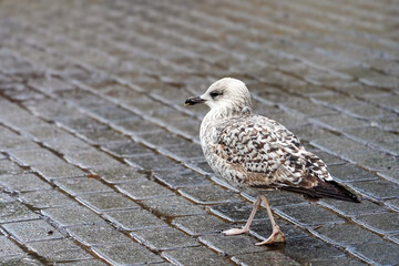 Juvenile Seagull Walking on Wet Pavement. A young seagull with speckled brown and white feathers...