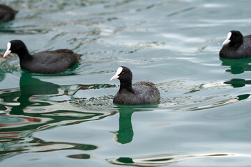Group of Eurasian Coots Swimming. A group of Eurasian coots swimming in clear water, creating gentle ripples. Their black feathers and white frontal shields contrast against the reflective surface.
