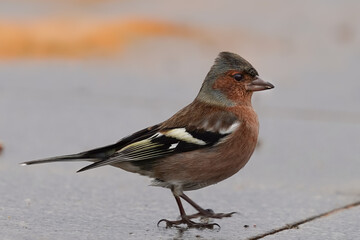 A male chaffinch with vibrant plumage standing on a pavement, showing intricate feather details and natural elegance in an urban setting.