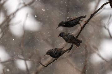 Three European starlings perched on a tree branch during a snowy winter day, surrounded by softly falling snowflakes in a tranquil, muted background