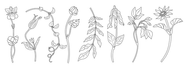 Set of elegant spring flower, leaves line art vector botanical illustrations. Viola, violet, February birth month flower hand drawn black ink sketch. Modern design for logo, tattoo, wall art, card.