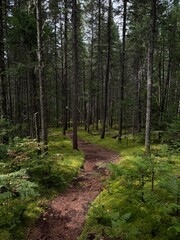 footpath in the woods