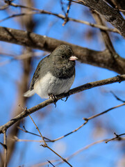 Dark-eyed Junco perched on a branch in winter