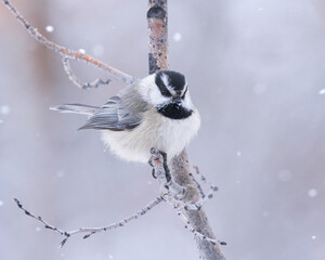 A mountain chickadee in a Wyoming snow shower © M. Leonard Photo