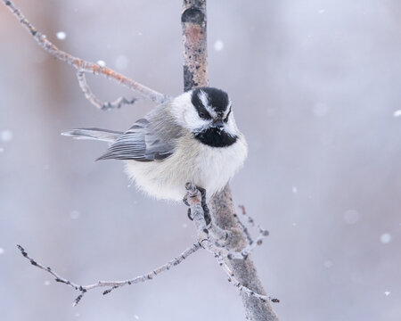 A mountain chickadee in a Wyoming snow shower