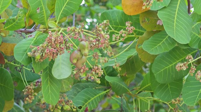 cashew nut on tree