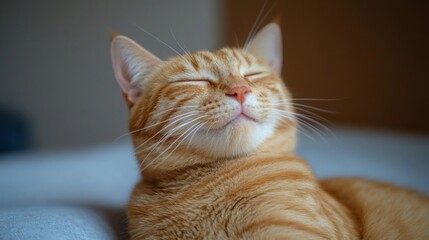 Peaceful Orange Cat Resting Comfortably Indoors