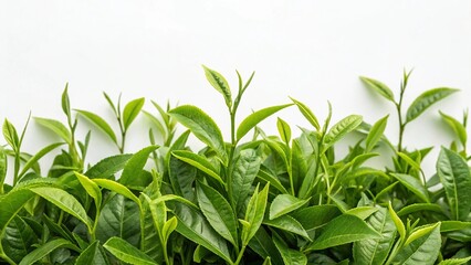 Fototapeta premium Fresh Green Tea Leaves on White Background