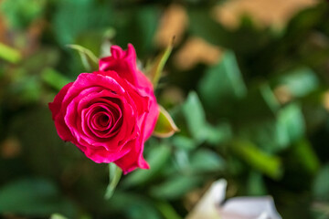 vibrant pink rose in lush green foliage.