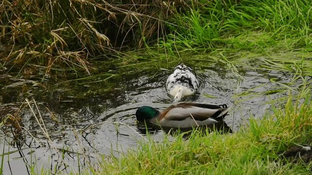 couple of mallard ducks foraging. the female is partially white because of leucism - Anas platyrhynchos
