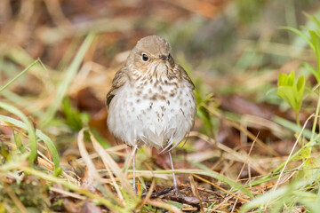 A Swainson's Thrush in Northern Saskatchewan.