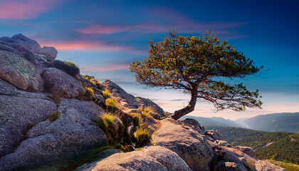 Tree on the rocks stunning landscapes are 