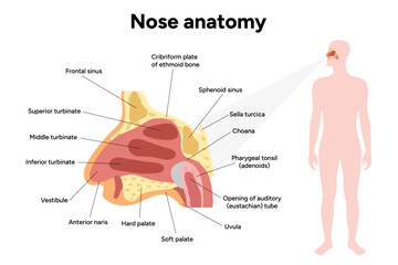 Bone structure of the nose with internal nose anatomy. Medical diagram infographic Otolaryngology