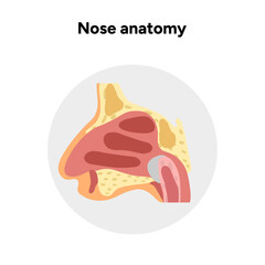 Bone structure of the nose with internal nose anatomy. Medical diagram infographic Otolaryngology