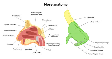 External Bone structure of the nose with internal nose anatomy. Medical diagram infographic Otolaryngology