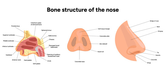 External Bone structure of the nose with internal nose anatomy. Medical diagram infographic Otolaryngology