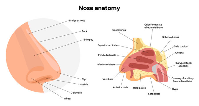 External Bone structure of the nose with internal nose anatomy. Medical diagram infographic Otolaryngology
