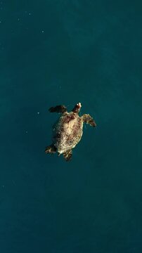 Big ocean turtle Honu swimming in Hawaii aerial drone top down