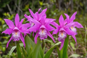 Three vibrant purple orchids bloom in natural setting