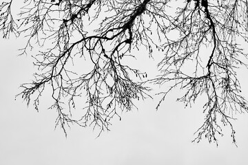 branches of birch tree to the sky in winter