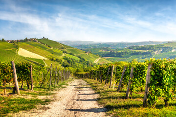 Obraz premium Langhe, path among the vineyards, Neive, Piedmont, Italy.