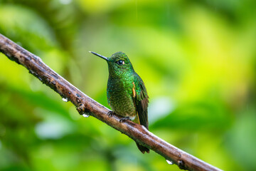 Buff-tailed coronet hummingbird