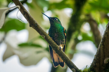 Buff-tailed coronet hummingbird