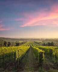 Bolgheri vineyards at sunset. Castagneto Carducci, Tuscany, Italy