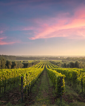 Bolgheri vineyards at sunset. Castagneto Carducci, Tuscany, Italy