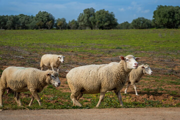 Flock of sheep in a meadow on green grass