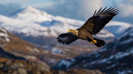 Obraz premium A large eagle is flying over a snowy mountain range