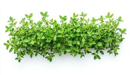 Fototapeta premium Fresh Green Herb Sprig Flatlay on White Background for Culinary Use
