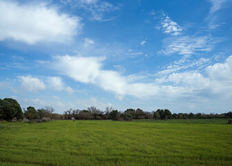 Flock of sheep in a meadow on green grass