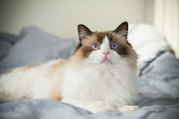 cat lies on bed and looks, breed Ragdoll