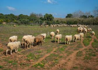 Flock of sheep in a meadow on green grass