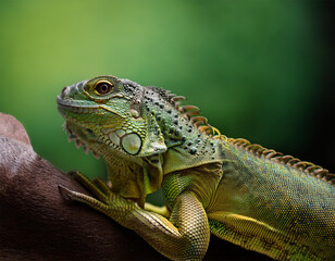 Fototapeta premium close up photograph of a green and gold scaled reptile