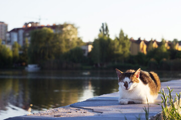A stray beautiful cat sits on a concrete embankment in Vinnytsia and looks into the distance,...