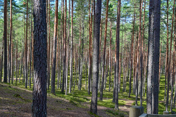 Obraz premium Hiking trail made of wooden planks through dense pine forest at Sietiniezis sandstone rock on the Gauja River, hiking trail in the landscape of Livonia, Latvia
