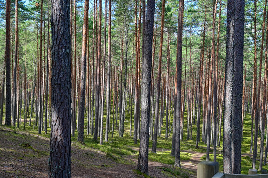 Hiking trail made of wooden planks through dense pine forest at Sietiniezis sandstone rock on the Gauja River, hiking trail in the landscape of Livonia, Latvia