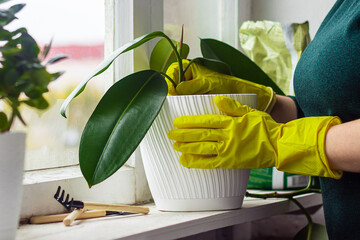 Young woman in yellow rubber gloves is replanting and pruning house plants.