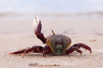 caranguejo caminhando na areia da praia © Ricardo