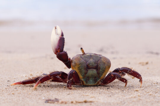 caranguejo caminhando na areia da praia