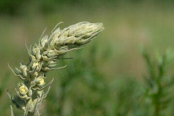 Close-up of a mullein bud. The flowers are still all closed. There is plenty of space for text in the background.