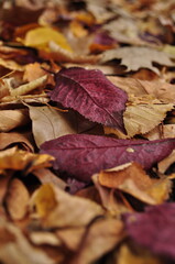 Herbst Blätter Goldener Herbst