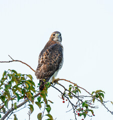 single red tailed hawk standing on the tree branch