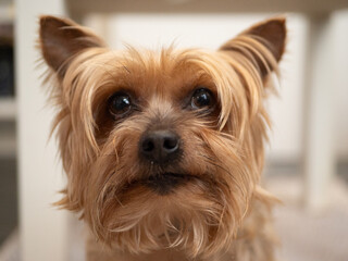 Yorkshire Terrier portrait. Cute family pet at home, face and head.