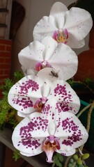 pink orchid on a green background