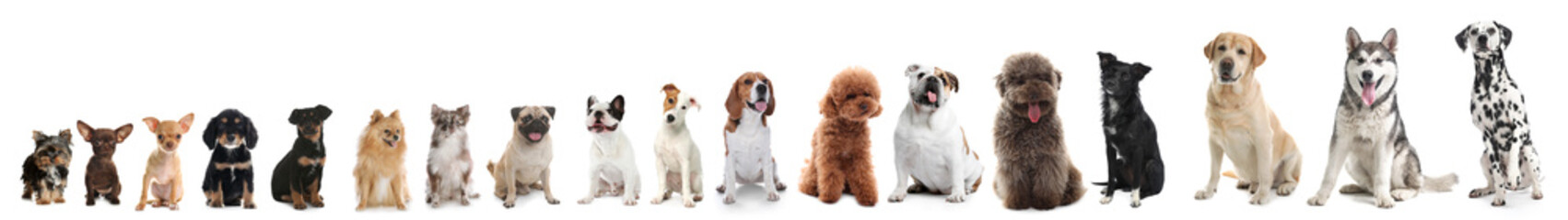 Adorable dogs of different sizes in row on white background, from smallest to largest